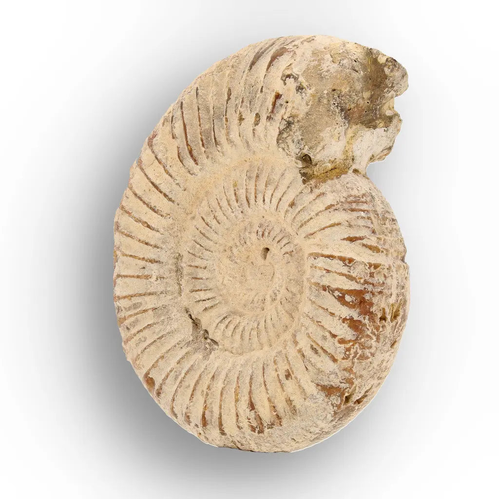 Get your Natural White Spine Ammonite from Sakaraha Madagascar Fossil online now or in store at Forever Gems in Franschhoek, South Africa