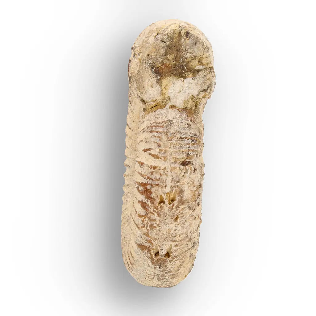 Get your Natural White Spine Ammonite from Sakaraha Madagascar Fossil online now or in store at Forever Gems in Franschhoek, South Africa