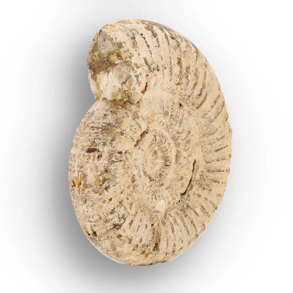 Get your Natural White Spine Ammonite from Sakaraha Madagascar Fossil online now or in store at Forever Gems in Franschhoek, South Africa
