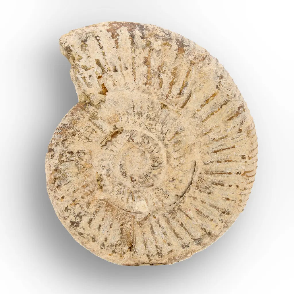 Get your Natural White Spine Ammonite from Sakaraha Madagascar Fossil online now or in store at Forever Gems in Franschhoek, South Africa