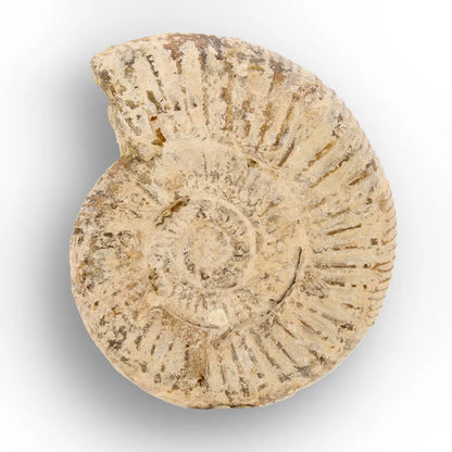 Get your Natural White Spine Ammonite from Sakaraha Madagascar Fossil online now or in store at Forever Gems in Franschhoek, South Africa