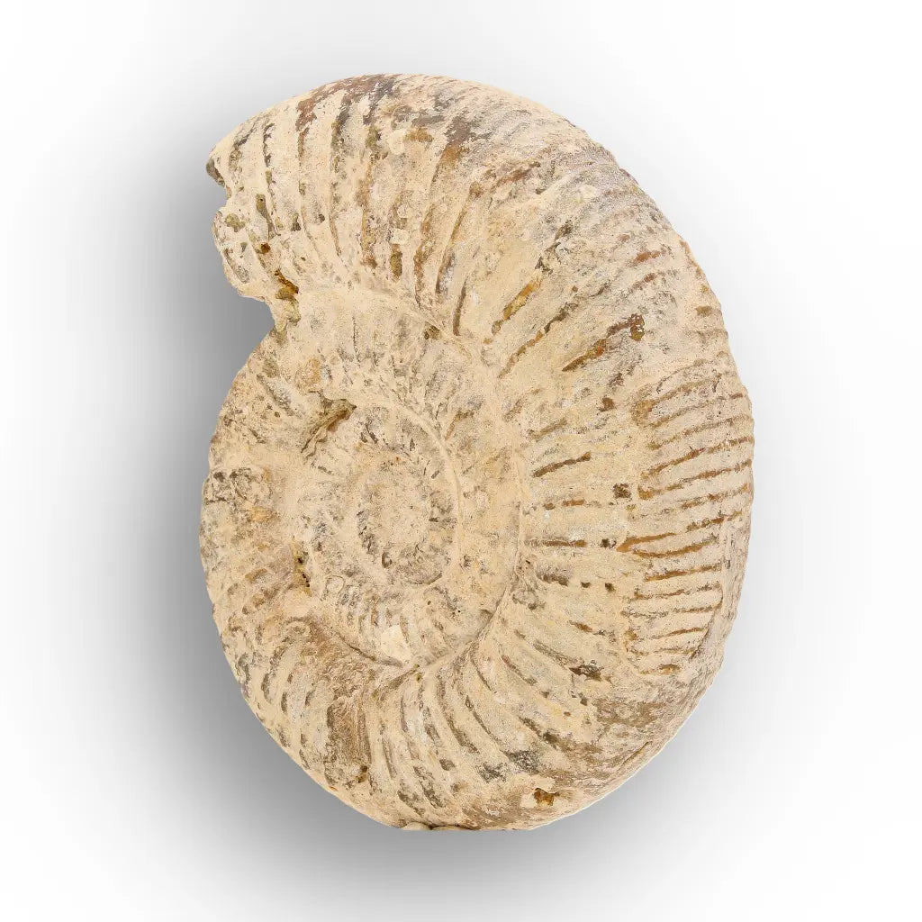 Get your Natural White Spine Ammonite from Sakaraha Madagascar Fossil online now or in store at Forever Gems in Franschhoek, South Africa