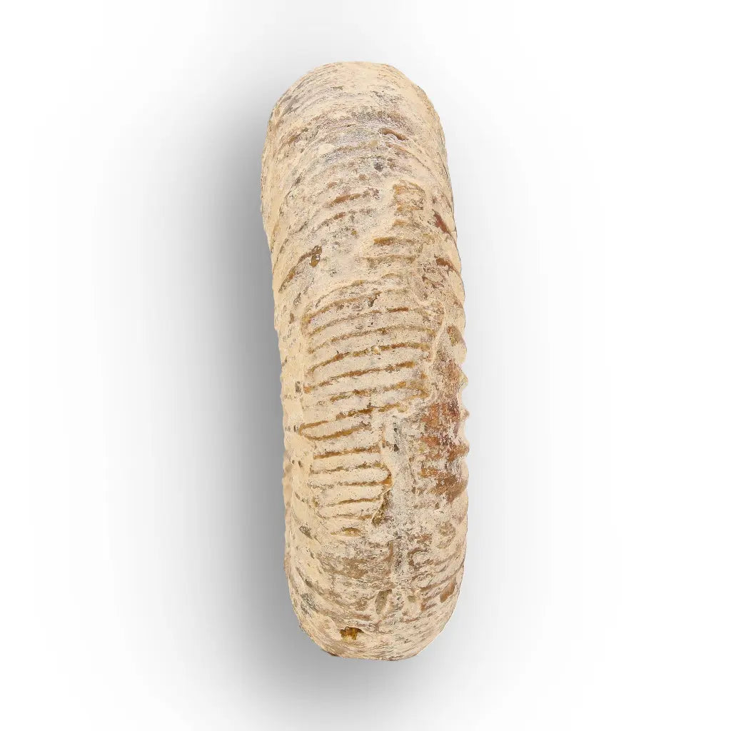Get your Natural White Spine Ammonite from Sakaraha Madagascar Fossil online now or in store at Forever Gems in Franschhoek, South Africa