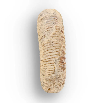 Get your Natural White Spine Ammonite from Sakaraha Madagascar Fossil online now or in store at Forever Gems in Franschhoek, South Africa