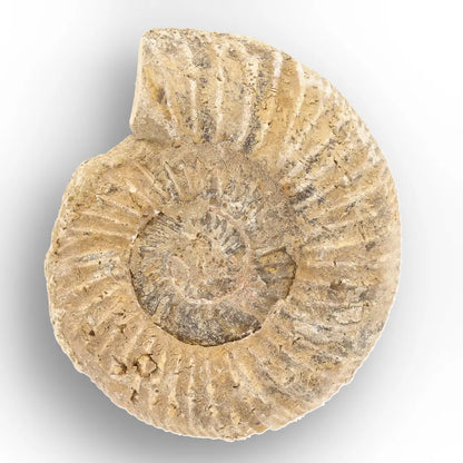 Get your Ancient Madagascar Ammonite Fossil Shell online now or in store at Forever Gems in Franschhoek, South Africa