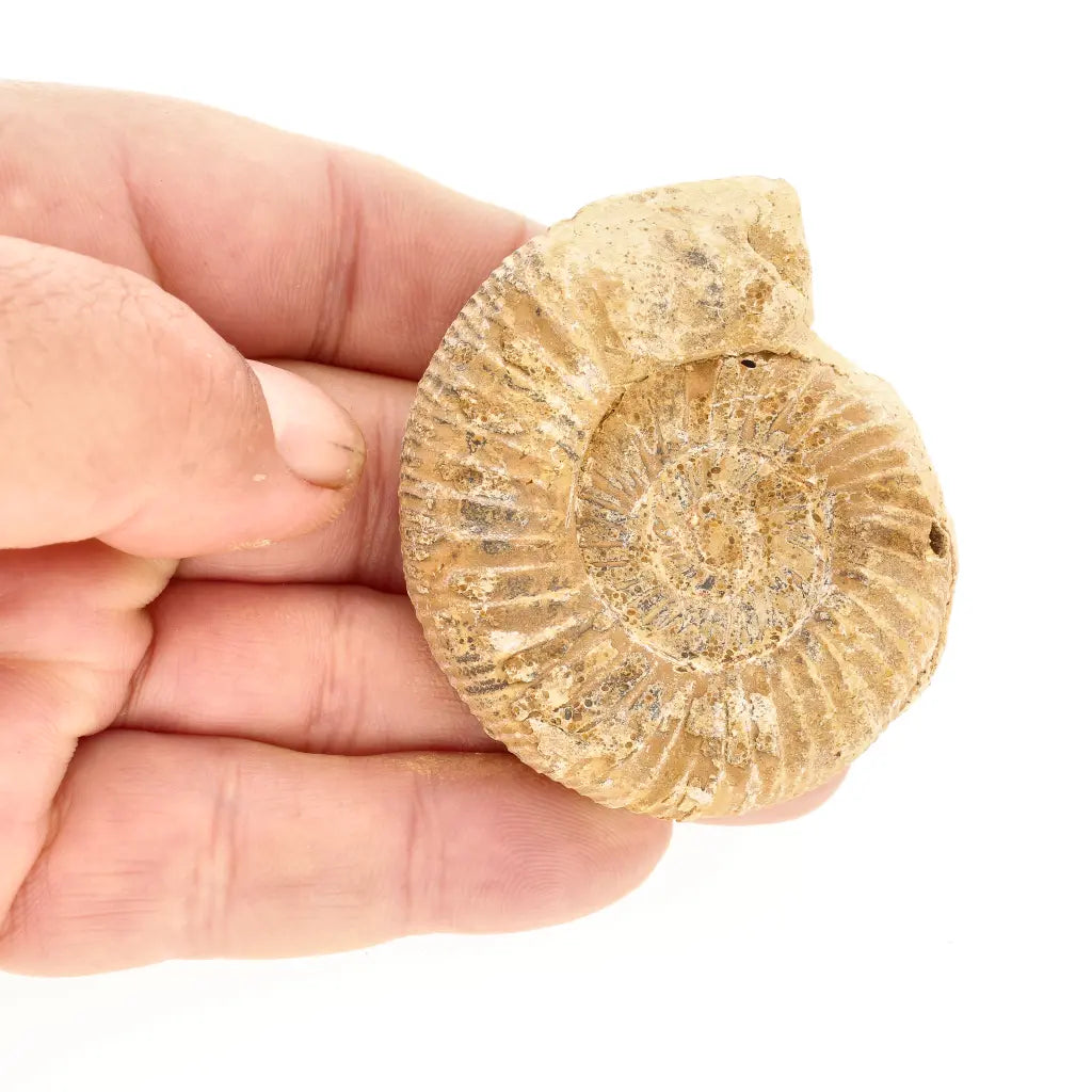 Get your Ancient Madagascar Ammonite Fossil Shell online now or in store at Forever Gems in Franschhoek, South Africa