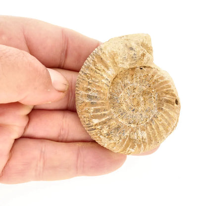 Get your Ancient Madagascar Ammonite Fossil Shell online now or in store at Forever Gems in Franschhoek, South Africa