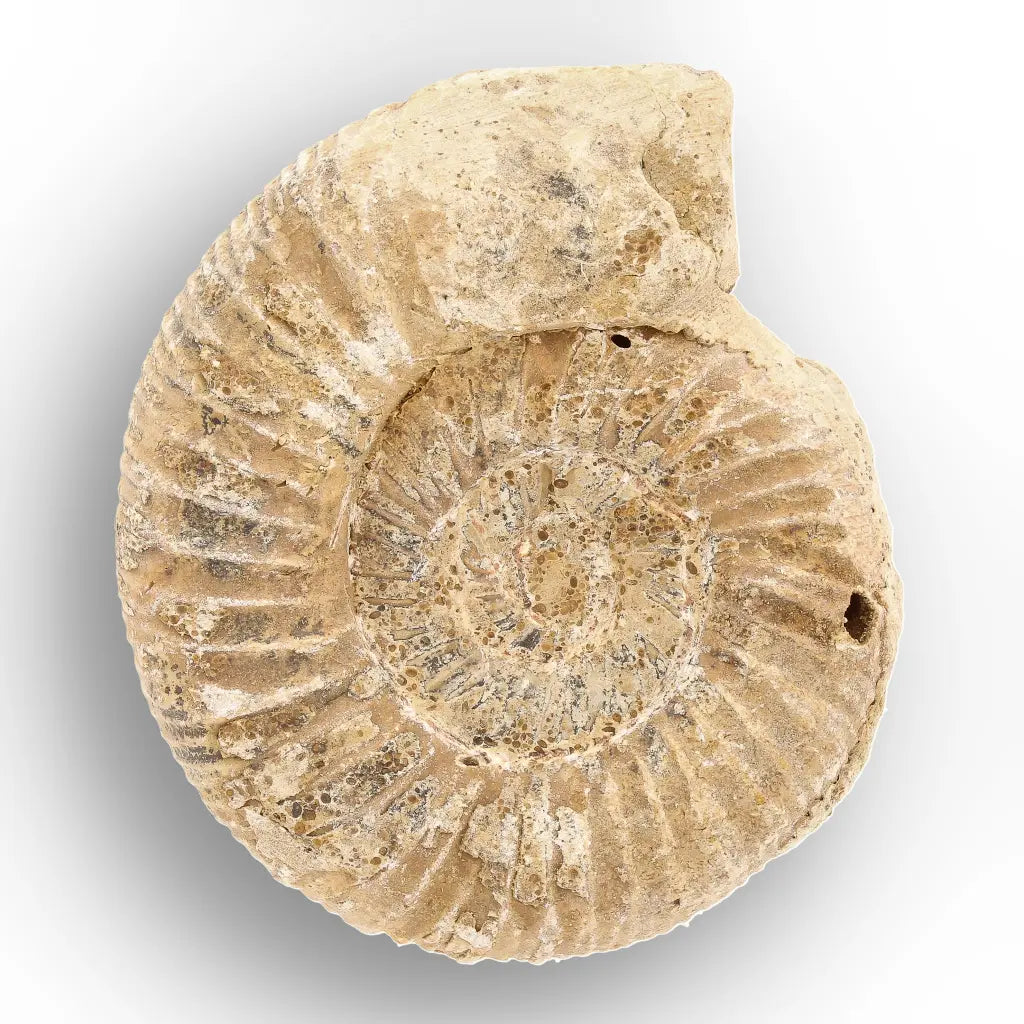Get your Ancient Madagascar Ammonite Fossil Shell online now or in store at Forever Gems in Franschhoek, South Africa