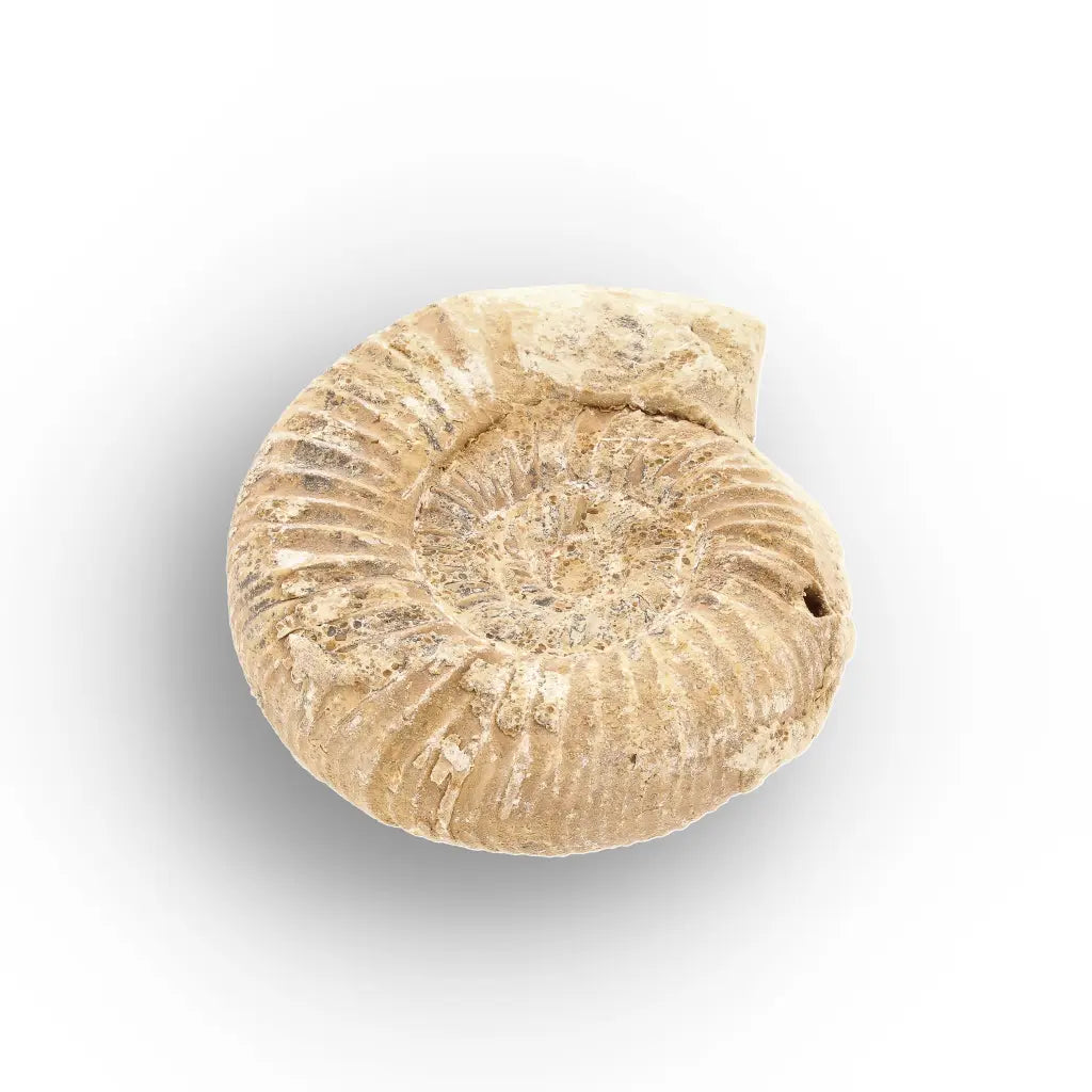 Get your Ancient Madagascar Ammonite Fossil Shell online now or in store at Forever Gems in Franschhoek, South Africa