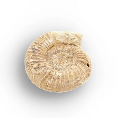 Get your Ancient Madagascar Ammonite Fossil Shell online now or in store at Forever Gems in Franschhoek, South Africa