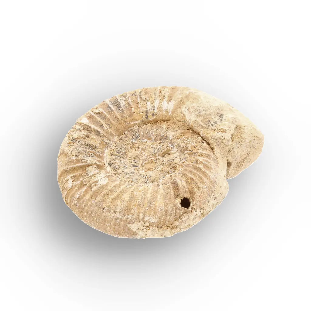 Get your Ancient Madagascar Ammonite Fossil Shell online now or in store at Forever Gems in Franschhoek, South Africa