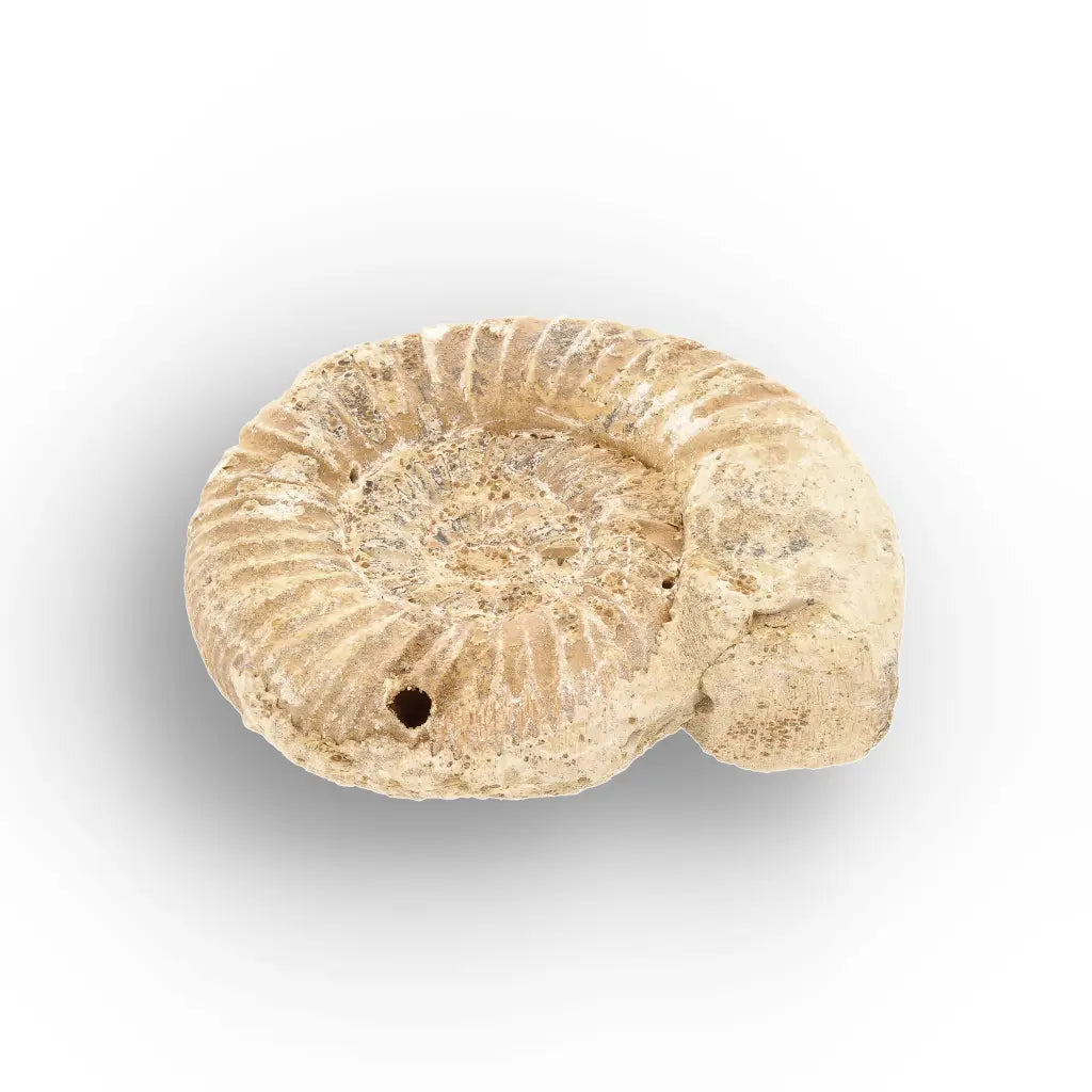 Get your Ancient Madagascar Ammonite Fossil Shell online now or in store at Forever Gems in Franschhoek, South Africa