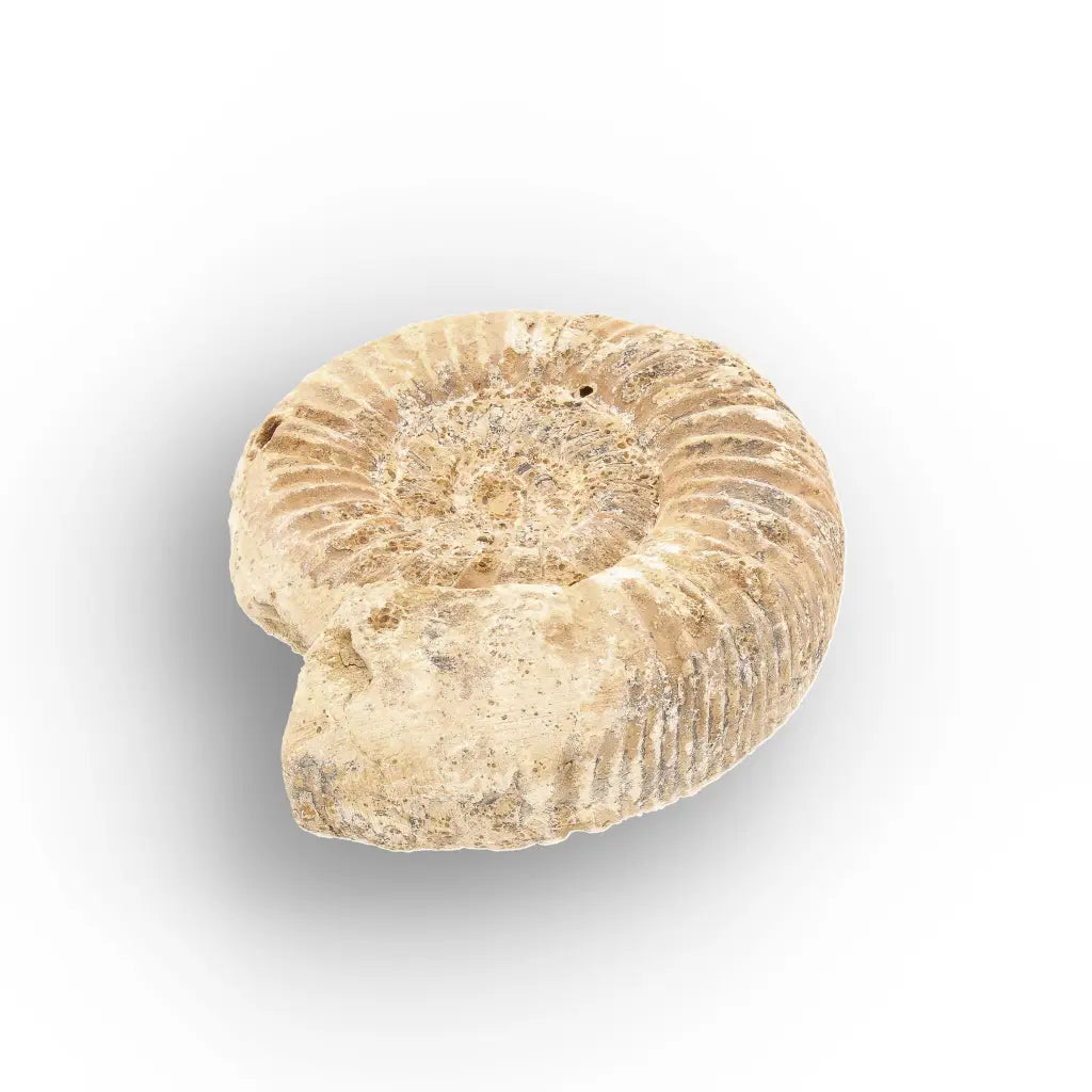 Get your Ancient Madagascar Ammonite Fossil Shell online now or in store at Forever Gems in Franschhoek, South Africa