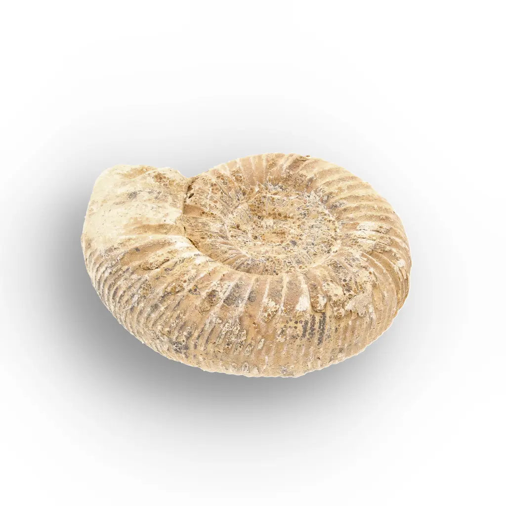Get your Ancient Madagascar Ammonite Fossil Shell online now or in store at Forever Gems in Franschhoek, South Africa