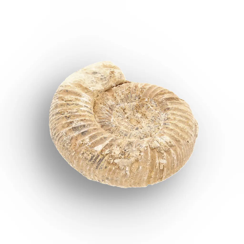 Get your Ancient Madagascar Ammonite Fossil Shell online now or in store at Forever Gems in Franschhoek, South Africa