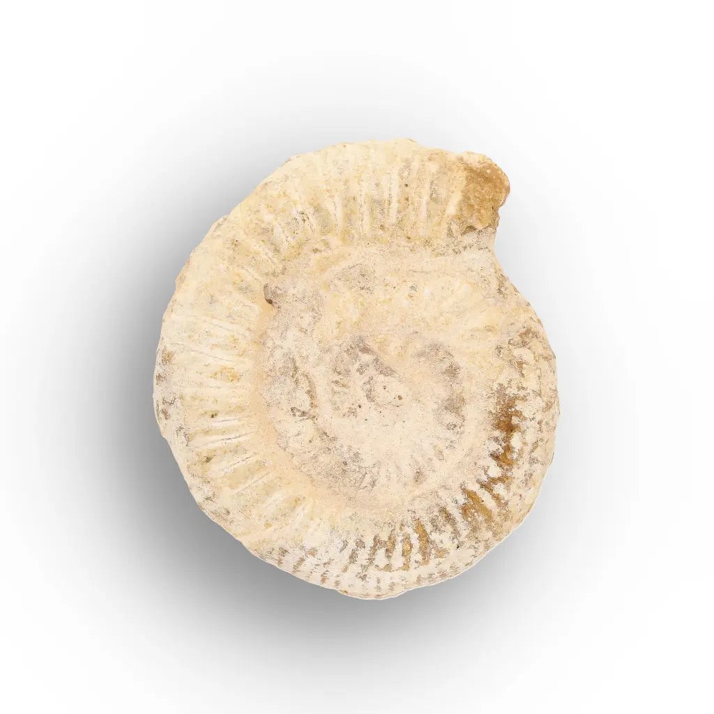 Get your Ancient Madagascar Ammonite Fossil Shell online now or in store at Forever Gems in Franschhoek, South Africa