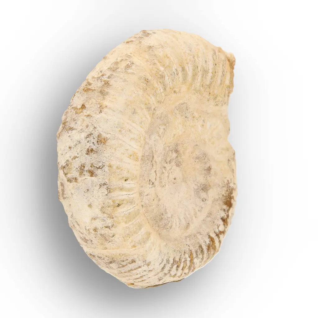 Get your Ancient Madagascar Ammonite Fossil Shell online now or in store at Forever Gems in Franschhoek, South Africa