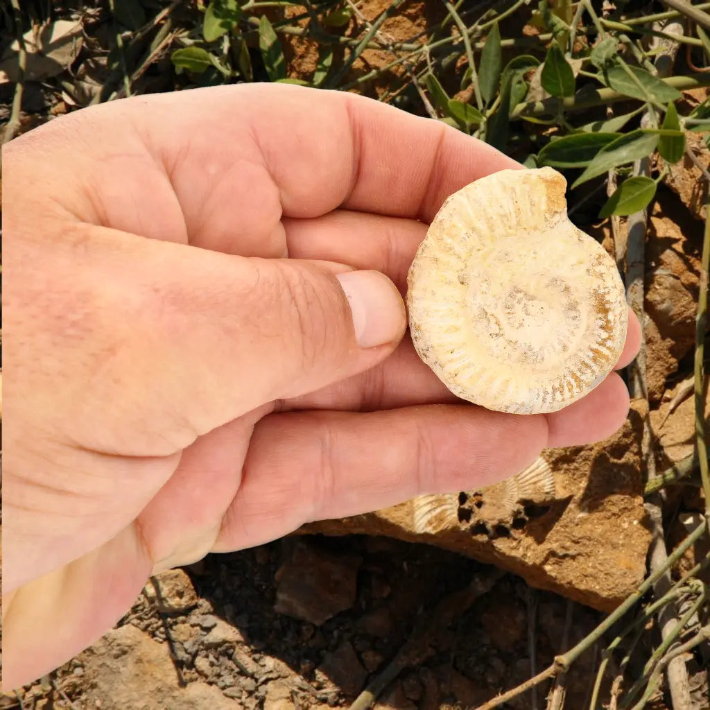 Get your Ancient Madagascar Ammonite Fossil Shell online now or in store at Forever Gems in Franschhoek, South Africa