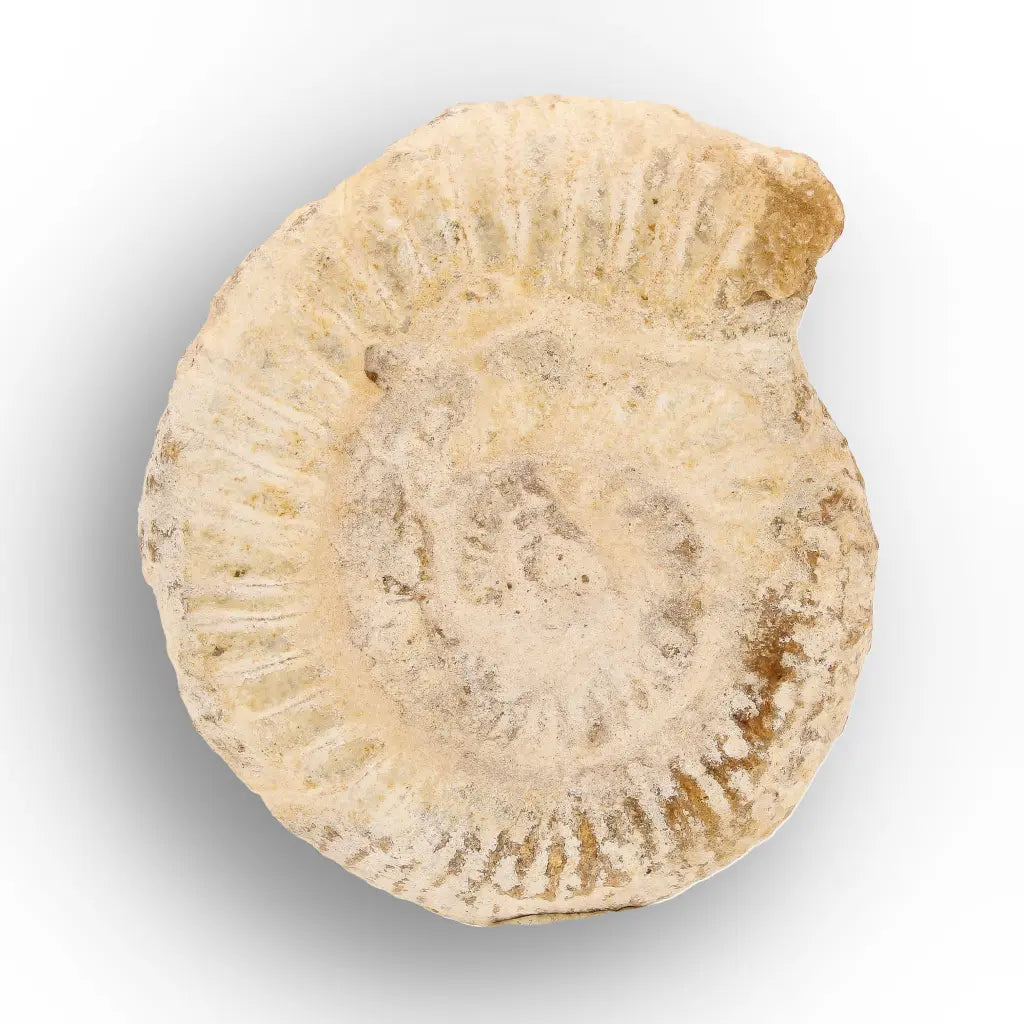 Get your Ancient Madagascar Ammonite Fossil Shell online now or in store at Forever Gems in Franschhoek, South Africa