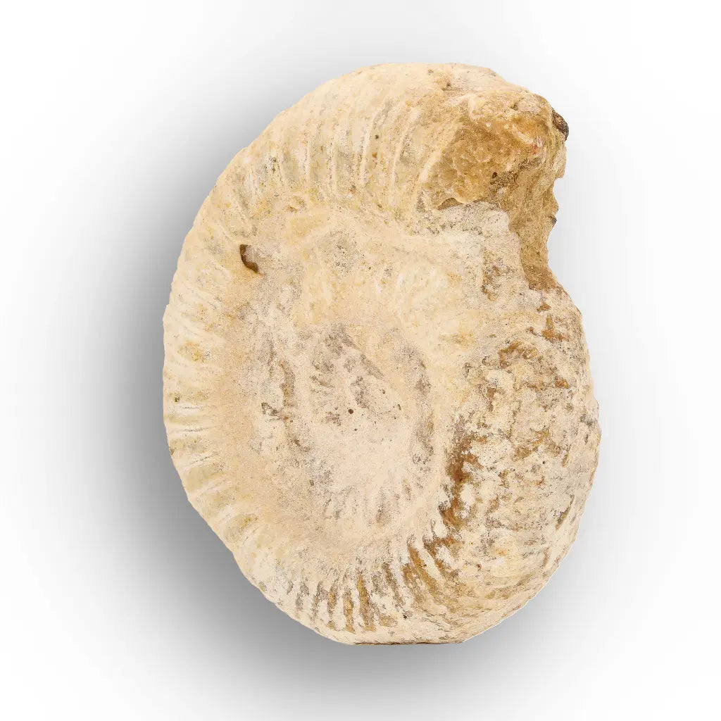 Get your Ancient Madagascar Ammonite Fossil Shell online now or in store at Forever Gems in Franschhoek, South Africa