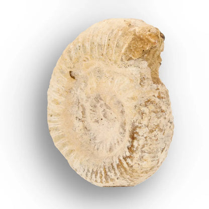 Get your Ancient Madagascar Ammonite Fossil Shell online now or in store at Forever Gems in Franschhoek, South Africa