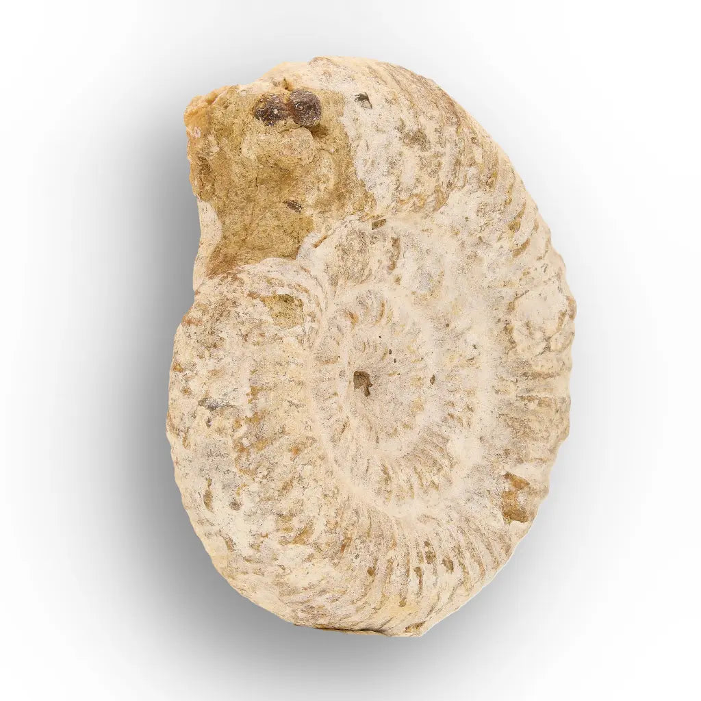 Get your Ancient Madagascar Ammonite Fossil Shell online now or in store at Forever Gems in Franschhoek, South Africa