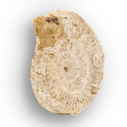 Get your Ancient Madagascar Ammonite Fossil Shell online now or in store at Forever Gems in Franschhoek, South Africa