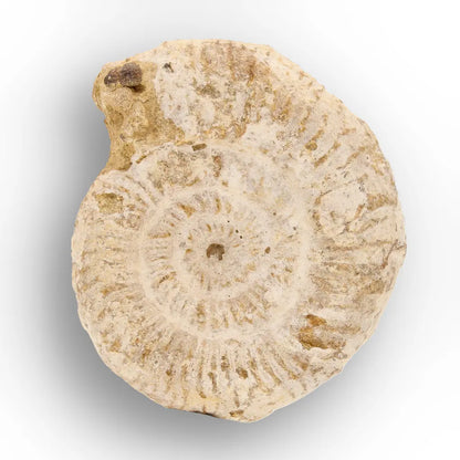 Get your Ancient Madagascar Ammonite Fossil Shell online now or in store at Forever Gems in Franschhoek, South Africa