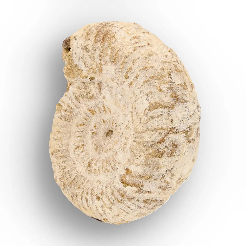 Get your Ancient Madagascar Ammonite Fossil Shell online now or in store at Forever Gems in Franschhoek, South Africa