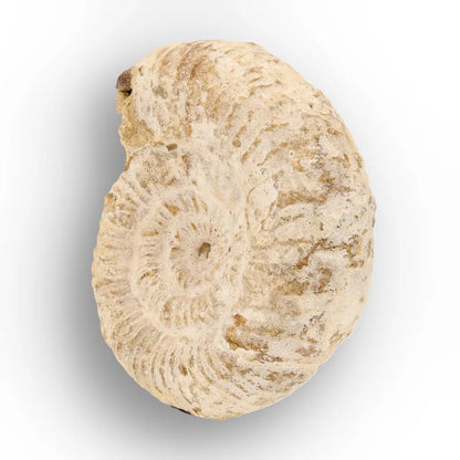 Get your Ancient Madagascar Ammonite Fossil Shell online now or in store at Forever Gems in Franschhoek, South Africa