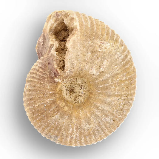 Get your White Spined Ammonite online now or in store at Forever Gems in Franschhoek, South Africa