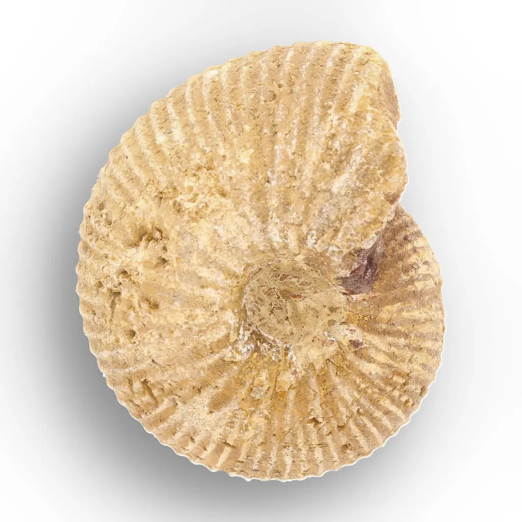 Get your White Spined Ammonite online now or in store at Forever Gems in Franschhoek, South Africa