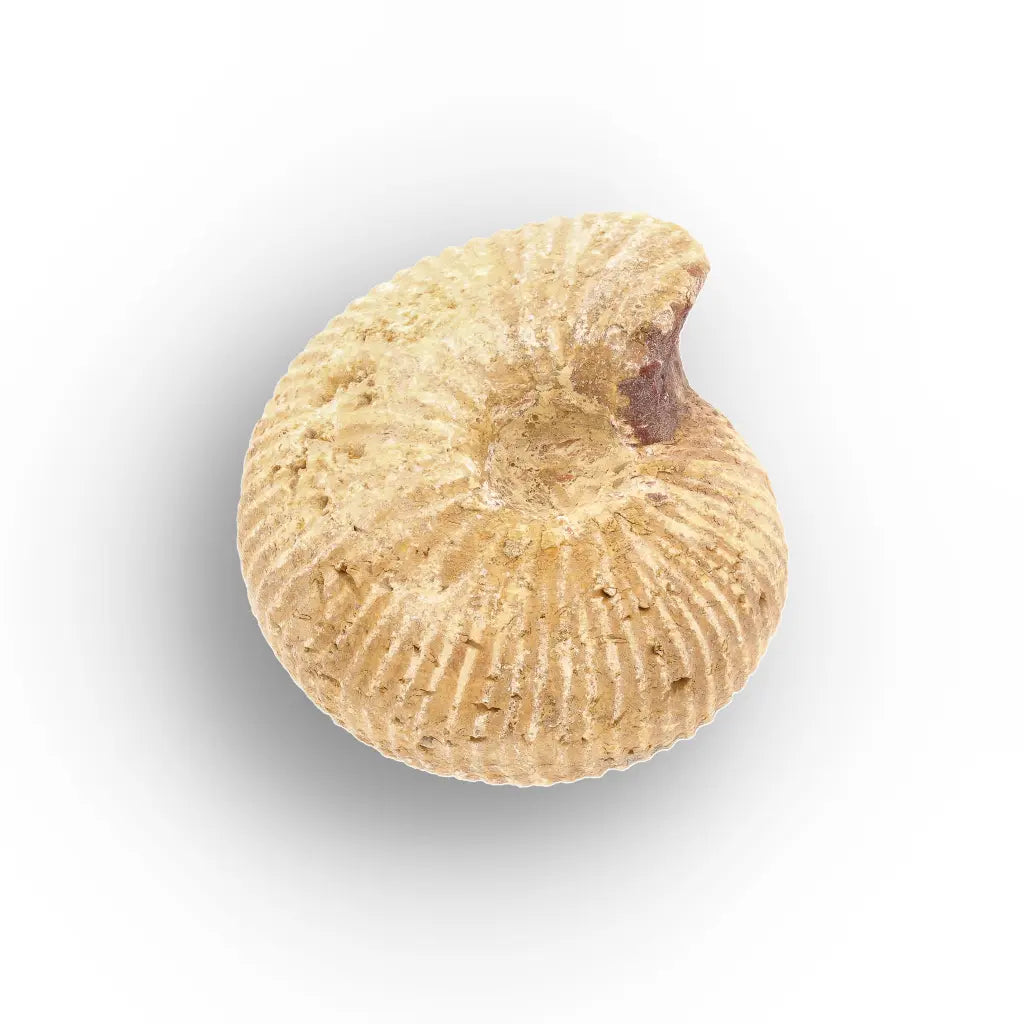 Get your White Spined Ammonite online now or in store at Forever Gems in Franschhoek, South Africa