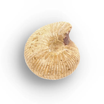 Get your White Spined Ammonite online now or in store at Forever Gems in Franschhoek, South Africa
