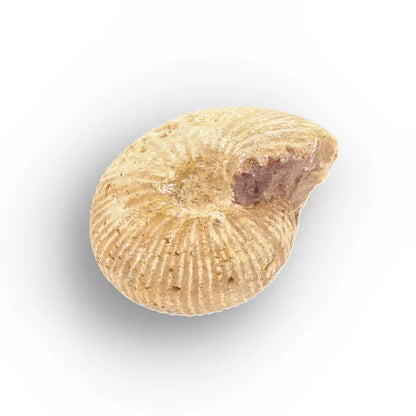 Get your White Spined Ammonite online now or in store at Forever Gems in Franschhoek, South Africa