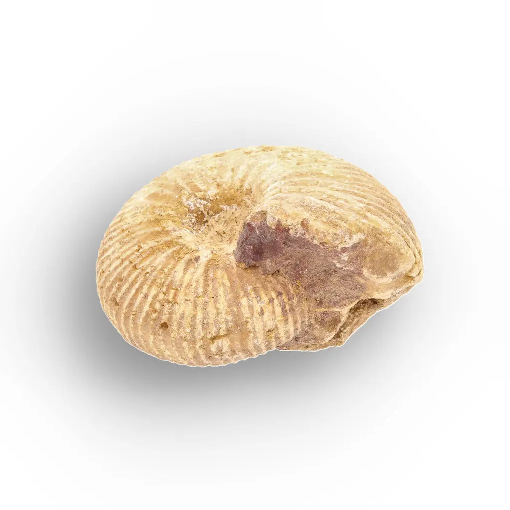 Get your White Spined Ammonite online now or in store at Forever Gems in Franschhoek, South Africa