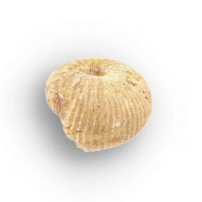 Get your White Spined Ammonite online now or in store at Forever Gems in Franschhoek, South Africa