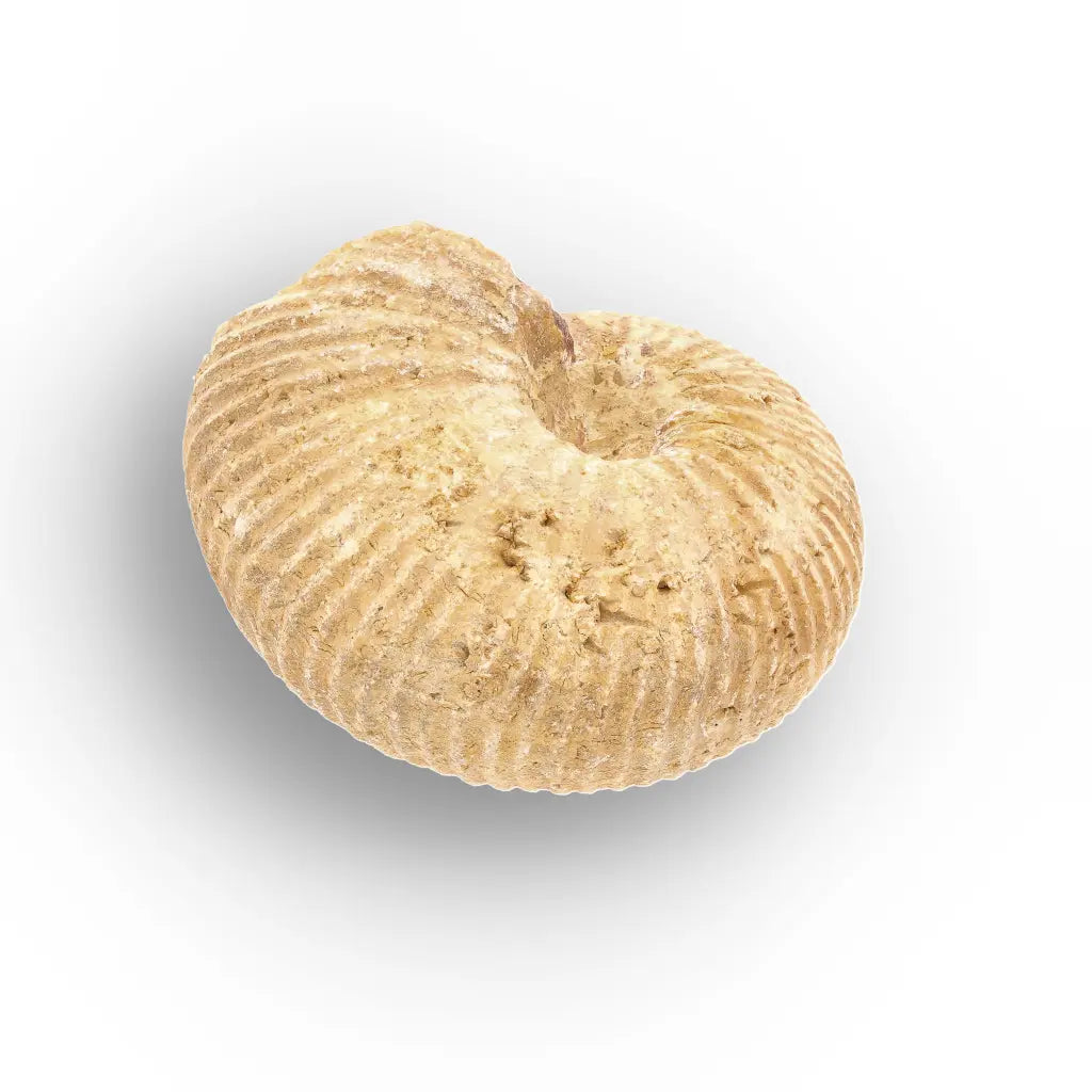 Get your White Spined Ammonite online now or in store at Forever Gems in Franschhoek, South Africa