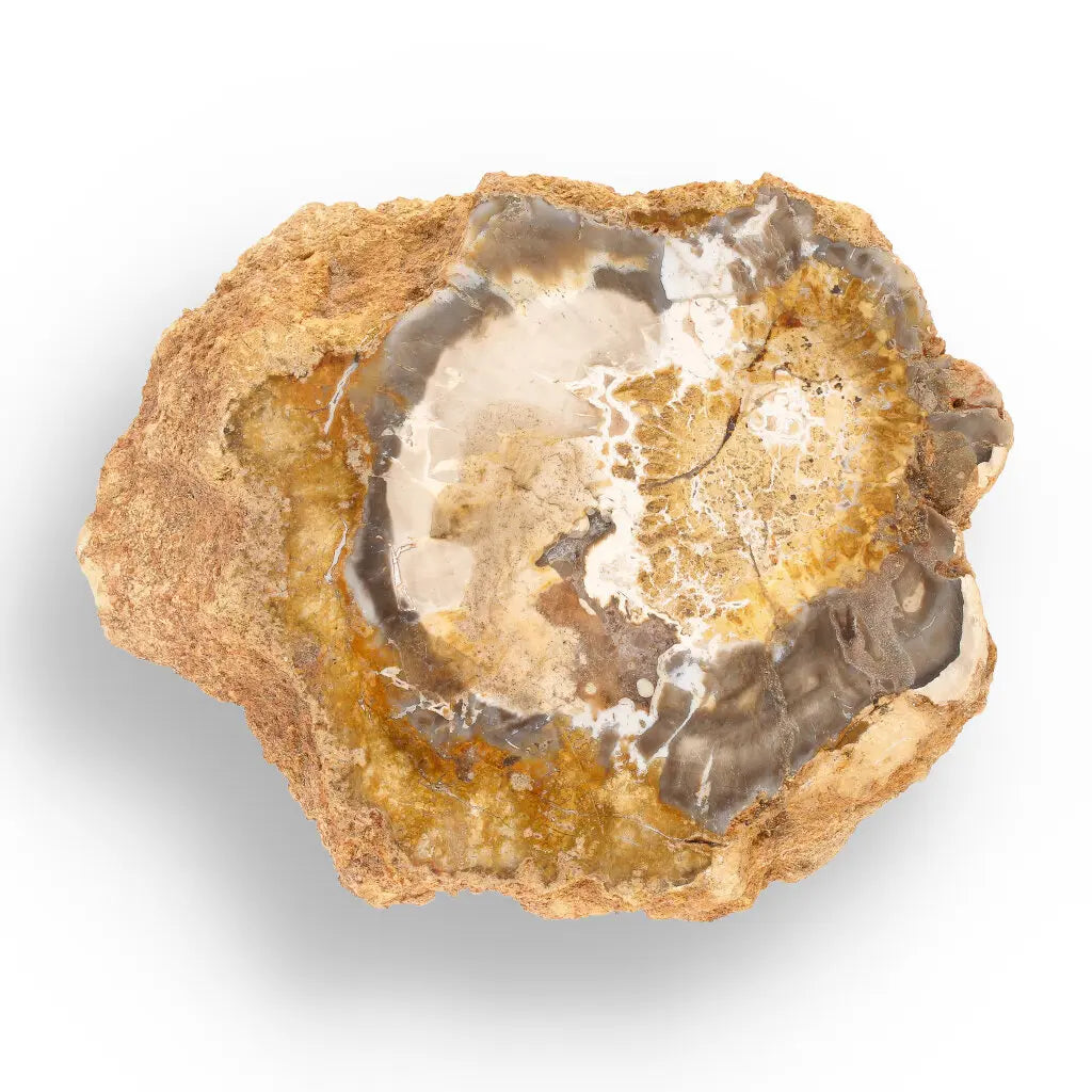 Get your Polished Petrified Wood Slice from Mahajanga, Madagascar online now or in store at Forever Gems in Franschhoek, South Africa