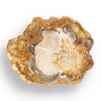 Get your Polished Petrified Wood Slice from Mahajanga, Madagascar online now or in store at Forever Gems in Franschhoek, South Africa