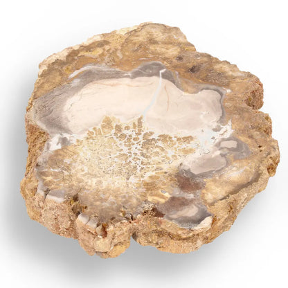 Get your Polished Petrified Wood Slice from Mahajanga, Madagascar online now or in store at Forever Gems in Franschhoek, South Africa