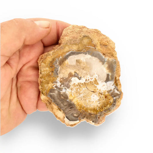 Get your Polished Petrified Wood Slice from Mahajanga, Madagascar online now or in store at Forever Gems in Franschhoek, South Africa