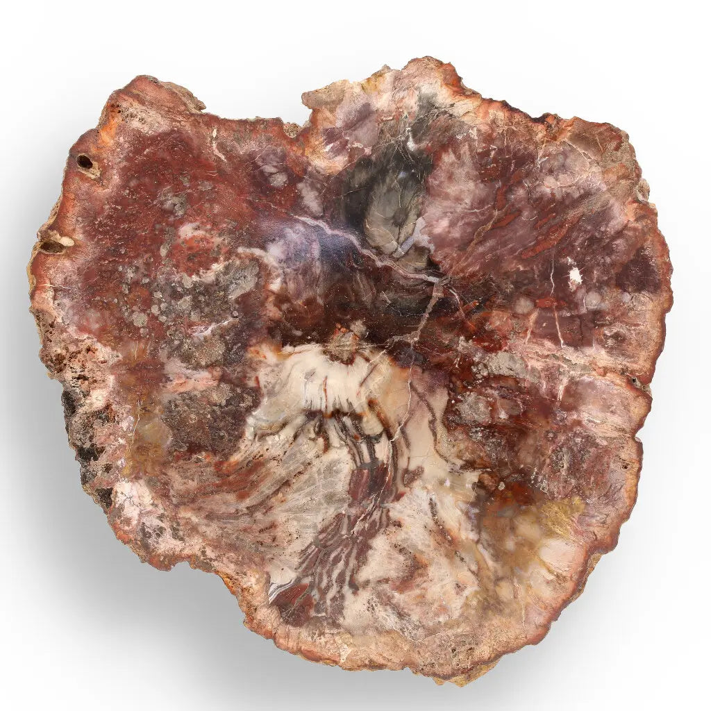 Get your Stunning Polished Petrified Wood from Mahajanga, Madagascar online now or in store at Forever Gems in Franschhoek, South Africa