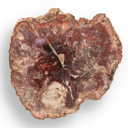 Get your Stunning Polished Petrified Wood from Mahajanga, Madagascar online now or in store at Forever Gems in Franschhoek, South Africa