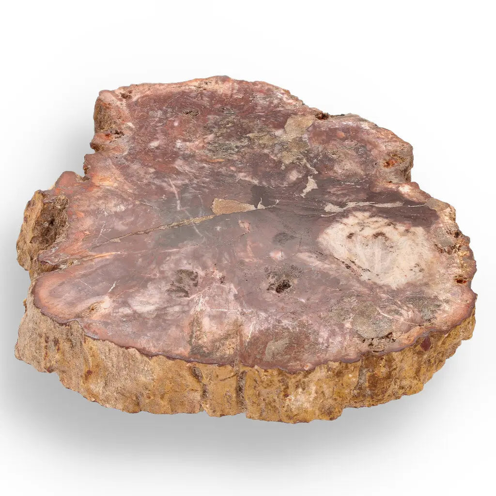 Get your Stunning Polished Petrified Wood from Mahajanga, Madagascar online now or in store at Forever Gems in Franschhoek, South Africa