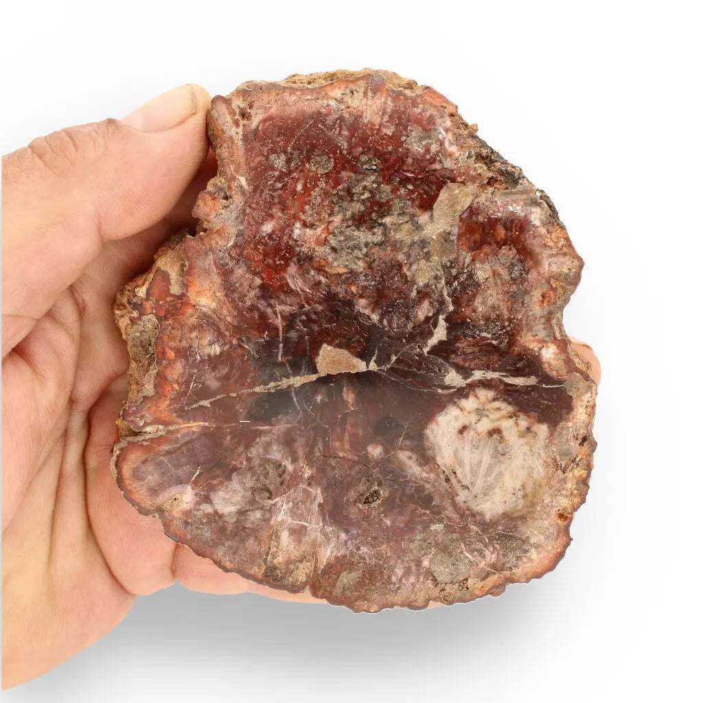 Get your Stunning Polished Petrified Wood from Mahajanga, Madagascar online now or in store at Forever Gems in Franschhoek, South Africa
