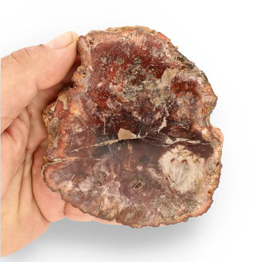 Get your Stunning Polished Petrified Wood from Mahajanga, Madagascar online now or in store at Forever Gems in Franschhoek, South Africa