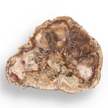 Get your Polished Madagascar Petrified Wood Slice – Ancient Fossil online now or in store at Forever Gems in Franschhoek, South Africa