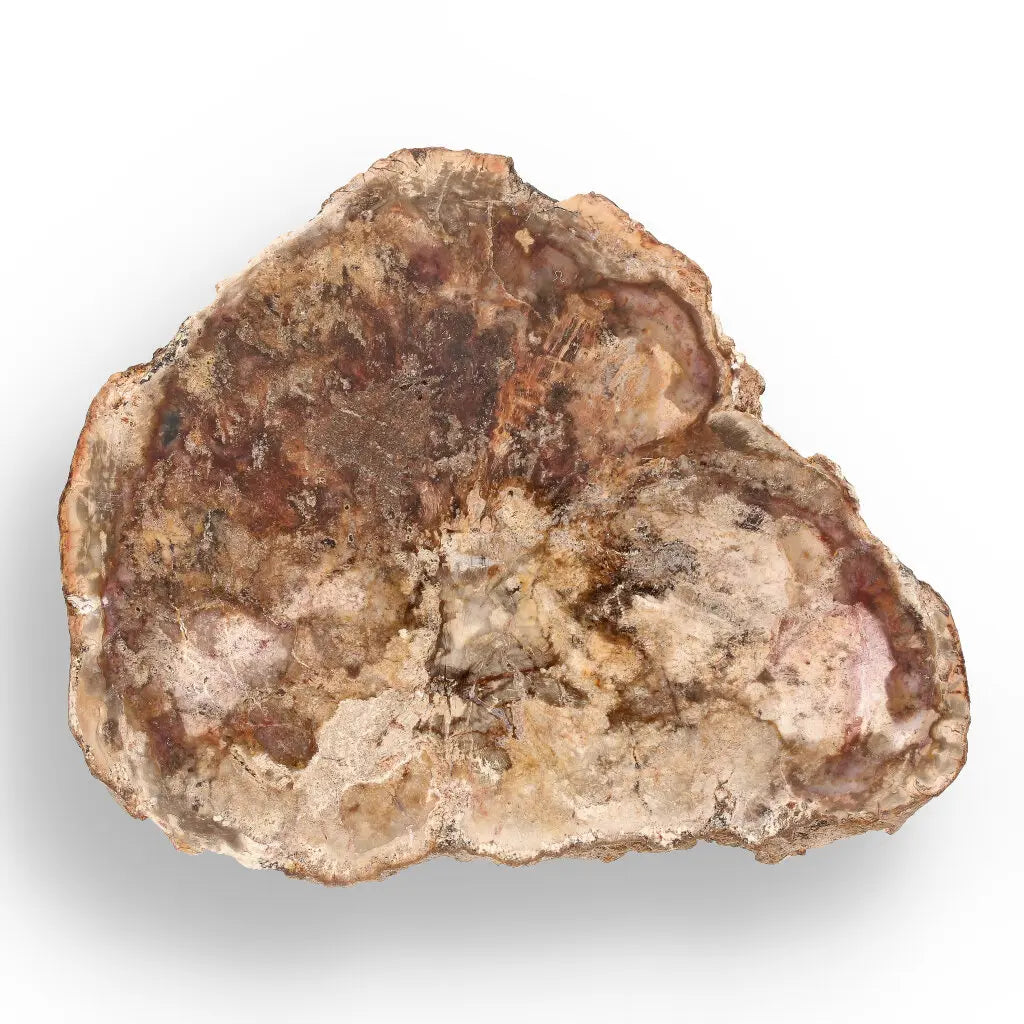 Get your Polished Madagascar Petrified Wood Slice – Ancient Fossil online now or in store at Forever Gems in Franschhoek, South Africa