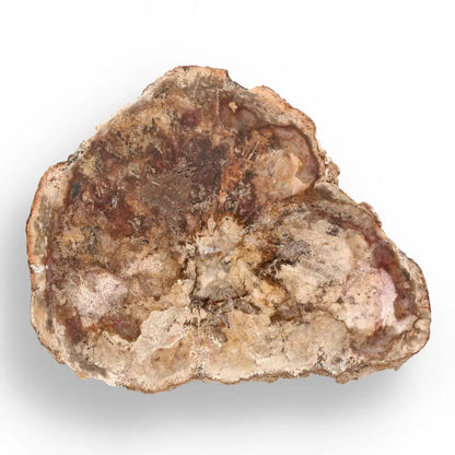 Get your Polished Madagascar Petrified Wood Slice – Ancient Fossil online now or in store at Forever Gems in Franschhoek, South Africa